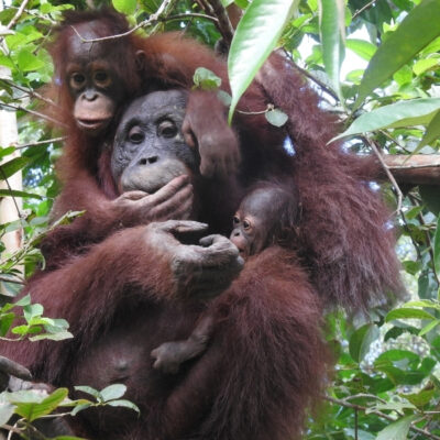 INUNG – A SYMBOL OF CONSERVATION SUCCESS