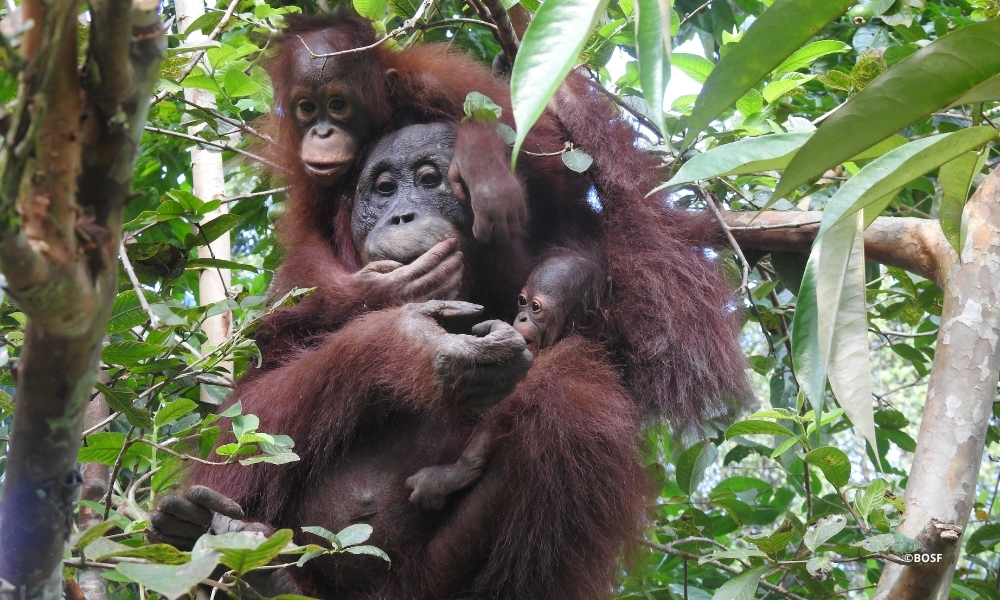 INUNG – A SYMBOL OF CONSERVATION SUCCESS