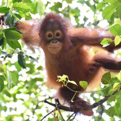 HEALING, LEARNING AND GROWING AT FOREST SCHOOL